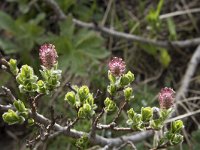 Salix breviserrata 5, Saxifraga-Willem van Kruijsbergen
